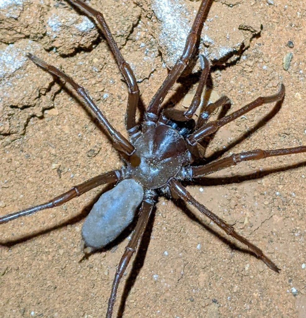 blind cave spider2