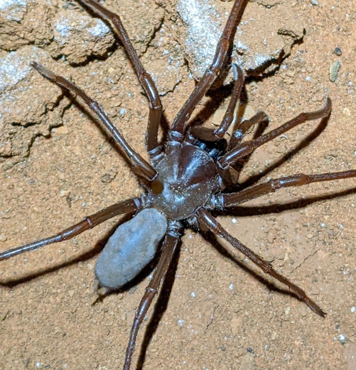 blind cave spider2