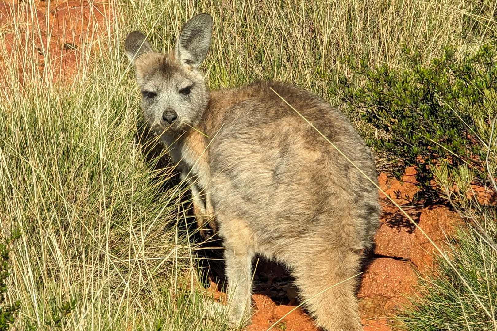 private-gawler-ranges-tour