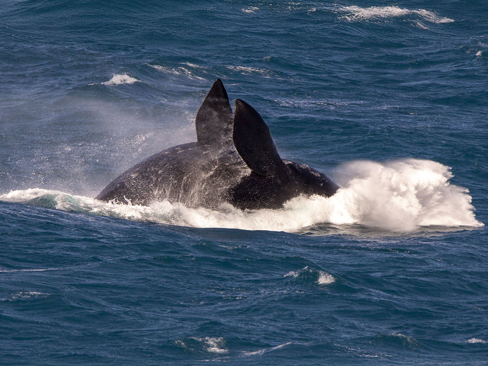 private-whale-watching-tour-bunda-cliffs-head-of-bight