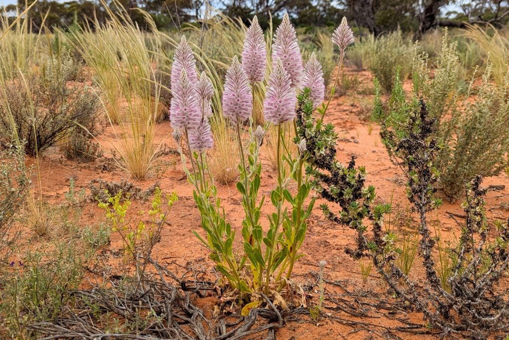 Pink flowering Mulla Mulla Ptilotus exaltatus in the red sand of Googs Track