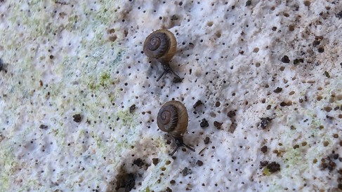 Land snails from the Nullarbor