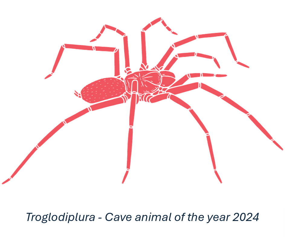Cave Animal of the Year 2024