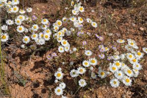 nullarbor-tour-gallery-nullarbor-daisies