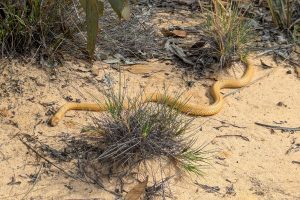 nullarbor-tour-gallery-western- brown-snake