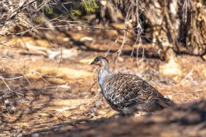 nullarbor-tour-gallery-ground-dwelling-australian-bird 