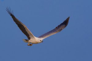 nullarbor-tour-gallery-sea-eagle-in-flight