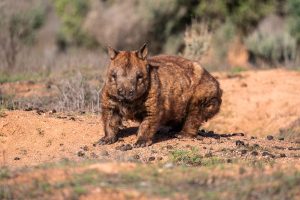 nullarbor-tour-gallery-southern-hairy-nosed-wombat